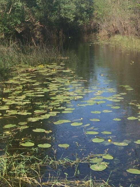 Nuphar lutea