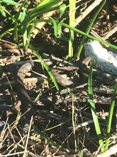 Vipera ammodytes