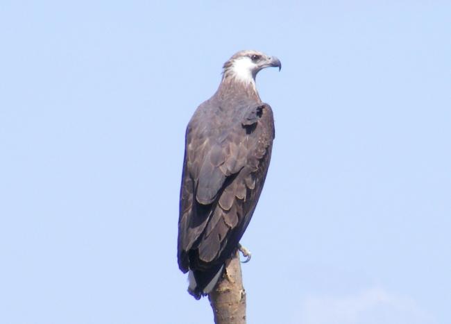 Haliaeetus vociferoides