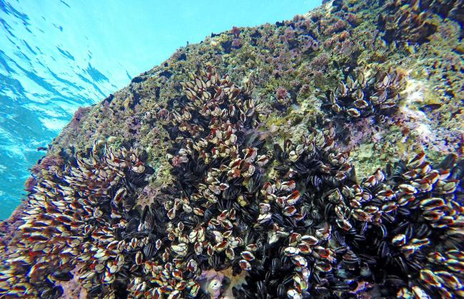 Isla de Cíes. Percebes