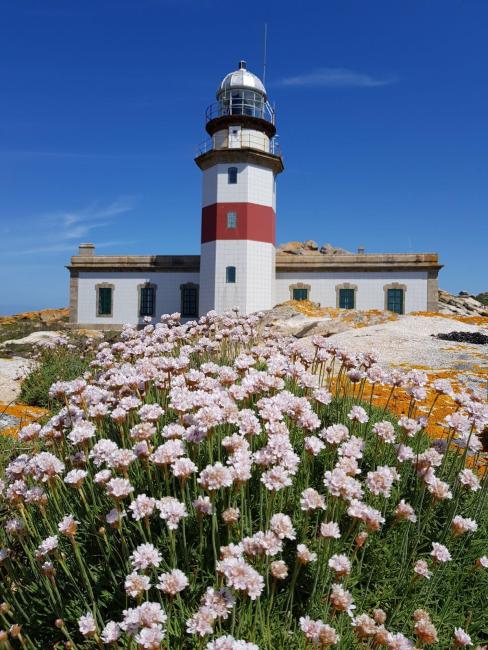 Isla de Sálvora. Faro y Armeria en flor