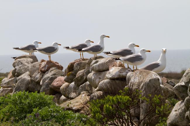 Isla de Sálvora. Gaviotas patiamarillas