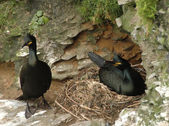 Pareja de cormorán moñudo (PN Marítimo-Terrestre de las Islas Atlánticas de Galicia)