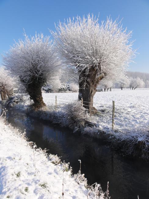 Saules têtards sous la neige