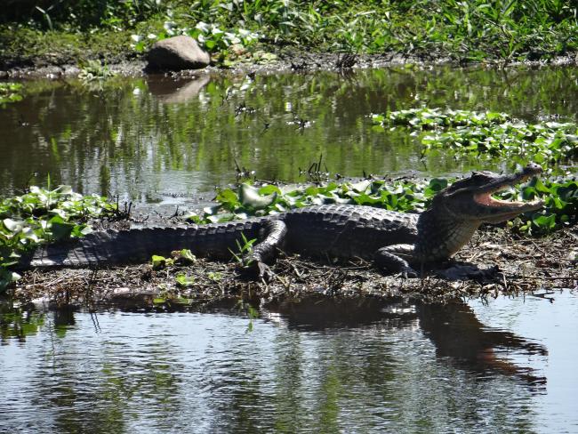 Caimán (Caiman cocrodilus)