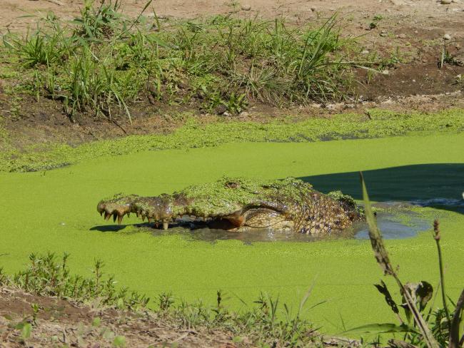 Cocodrilo real (Crocodylus acutus)