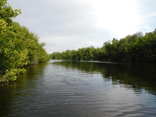 Paisaje de la Reserva de la Biosfera La Encrucijada