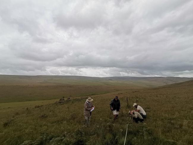 Researchers conducting herbaceous monitoring