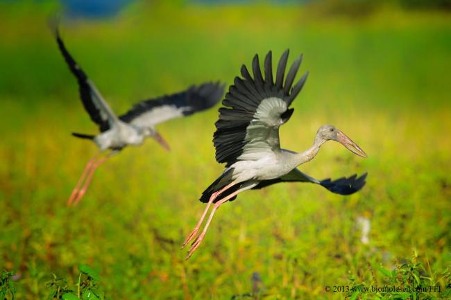 Asian Openbill