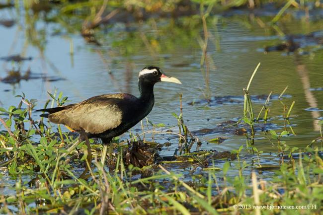 Bronze-winged Jacana