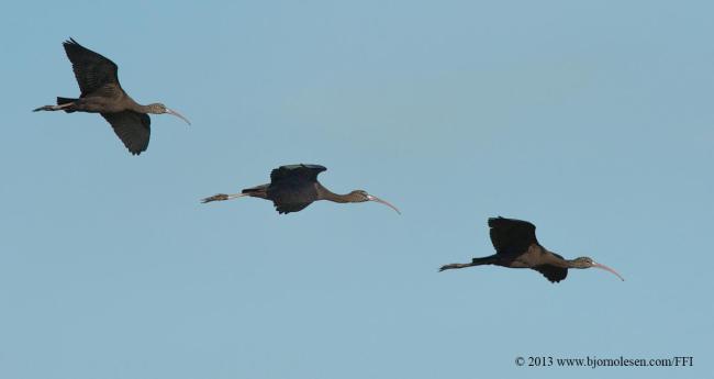 Glossy Ibis