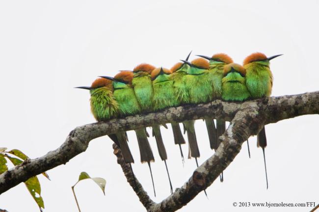 Little Green Bee-eater
