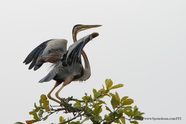Purple Heron