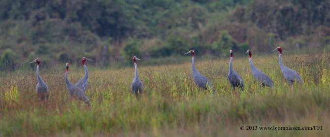 Sarus Crane