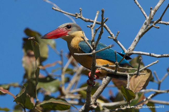 Stork-billed Kingfisher
