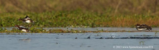 Tufted Duck
