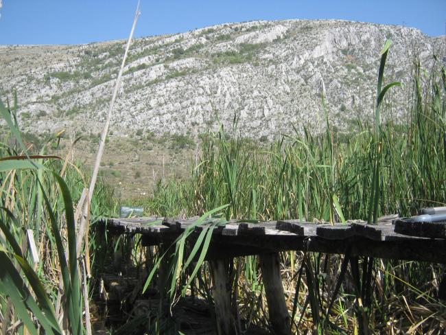 Dragoman marsh - Aldrovanda versiculosa monitoring - The Turtle, Birds and Plants in Western Bulgaria Project BG03.SGS-18, funded under the BG03 Program of the European Economic Area Financial Mechanism 2009-2014