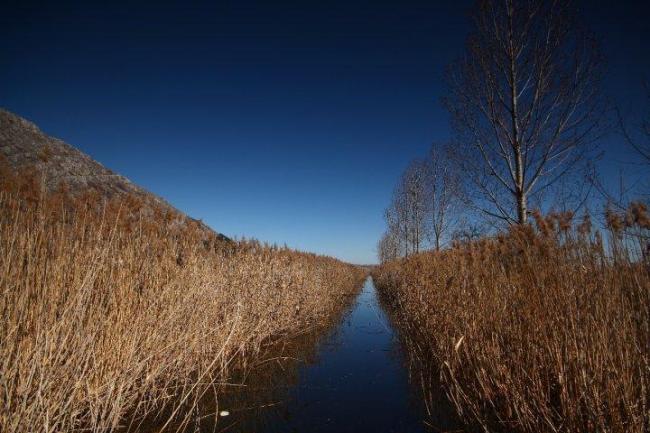Dragoman marsh.