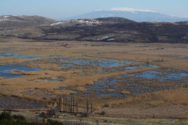 Dragoman marsh