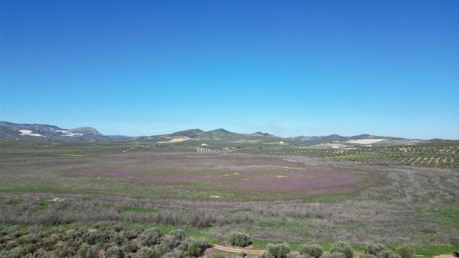 Panorámica de la laguna del Conde o El Salobral seca (municipio de Luque, Córdoba)