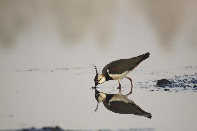 Northern Lapwing