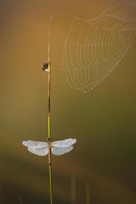 dragonfly