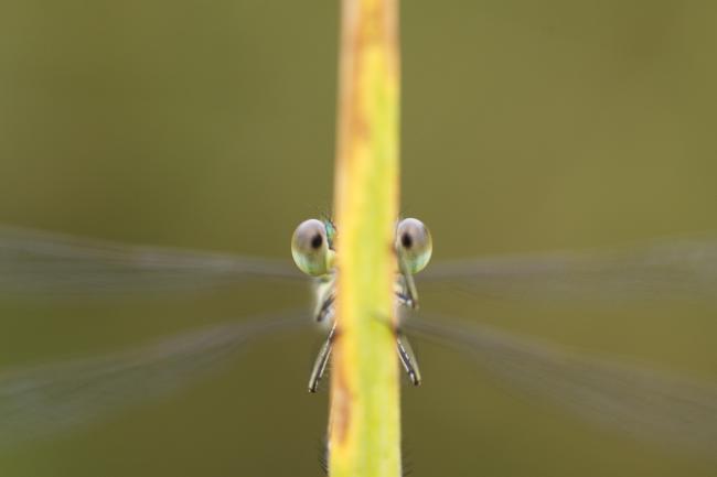 dragonfly