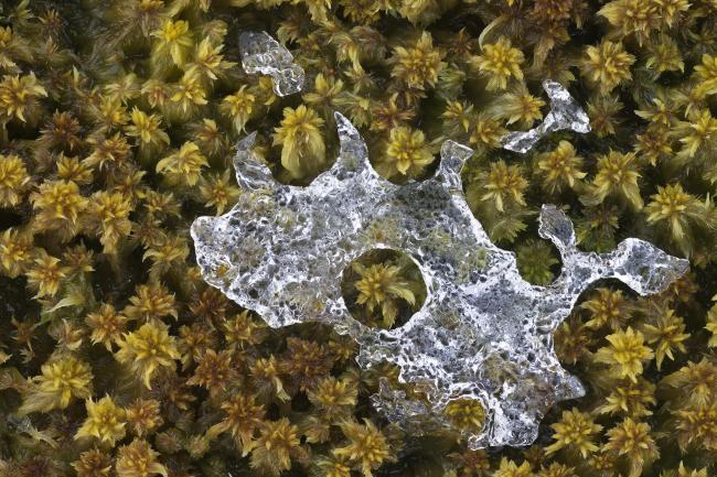 Sphagnum