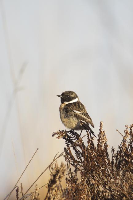 European Stonechat