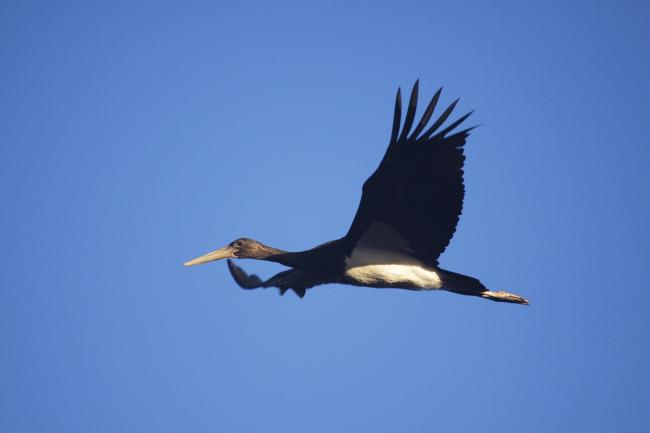 Black Stork