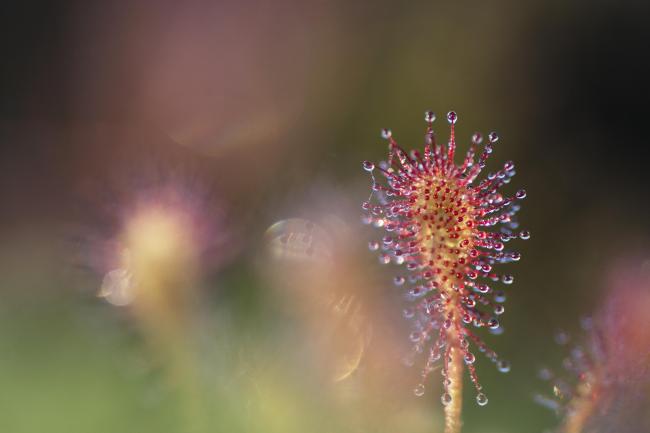 Drosera