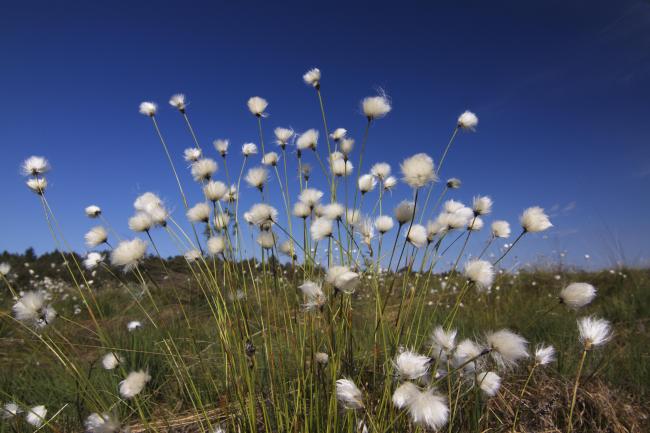 Eriophorum