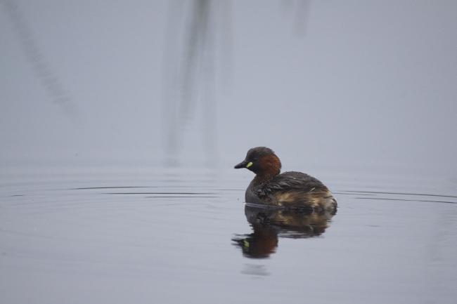 Little Grebe