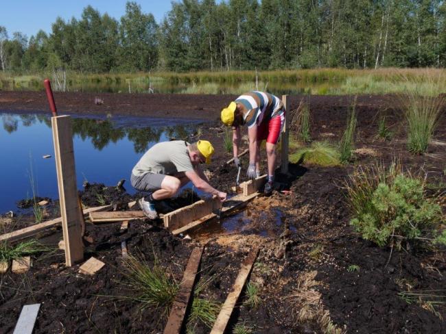 bog restoration in the "Hochrunstfilze"