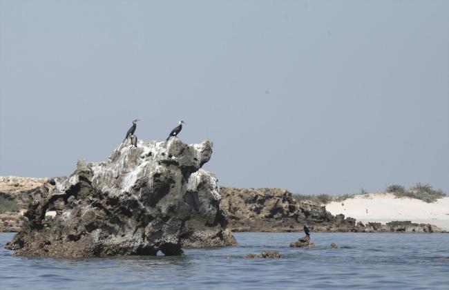 Abb Island