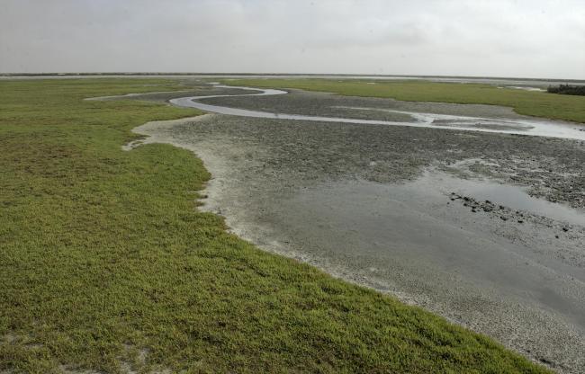 Intertidal mudflats 