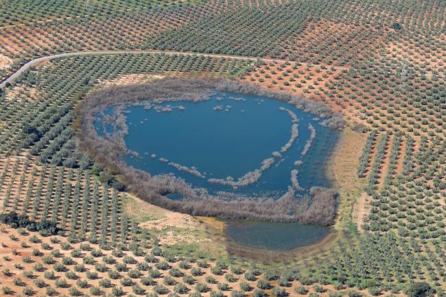 Panorámica de la laguna de los Jarales (municipio de Lucena, Córdoba)