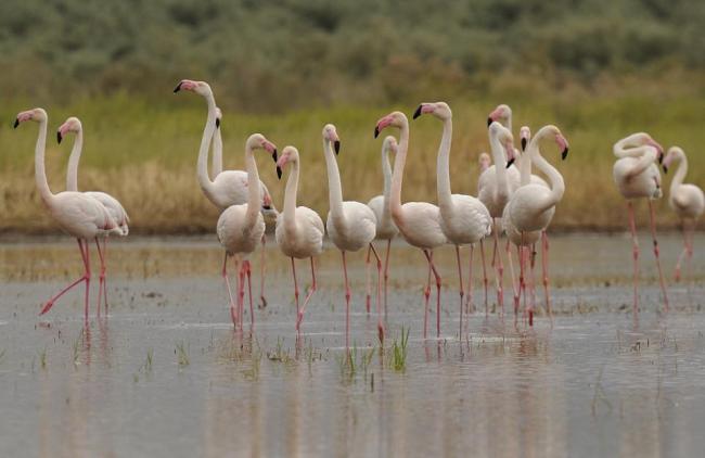 Grupo de flamencos en la laguna de los Jarales (municipio de Lucena, Córdoba)