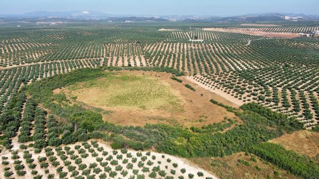 Panorámica de la laguna de los Jarales (municipio de Lucena, Córdoba) seca