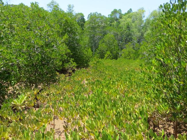 Site de restauration de mangroves