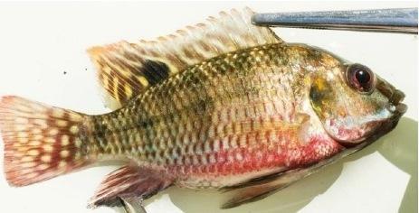 Tilapia zilii