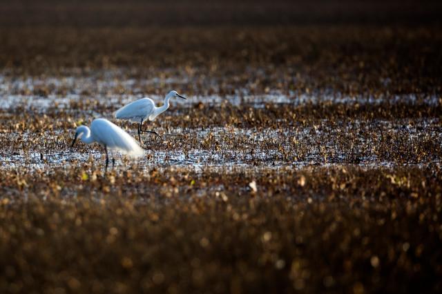 Egrets in Daebudo Tidal Flat