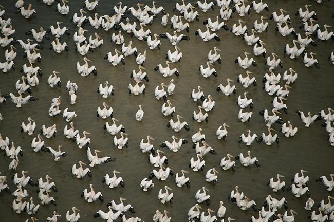 Les Pélicans blancs