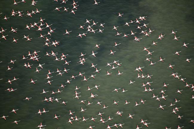 les flamants roses