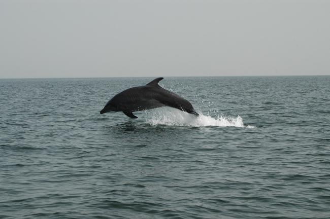 Dauphin