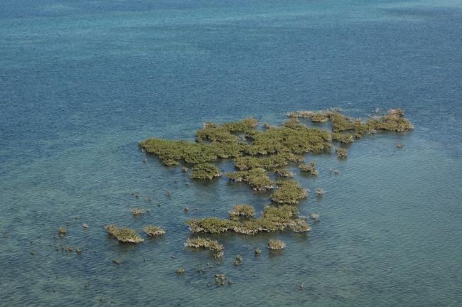 les mangroves