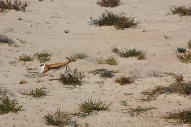 Gazelle dorcas