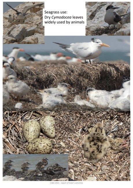 Nidification des oiseaux