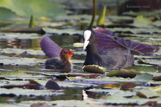 Eurasian Coot with its juvenile