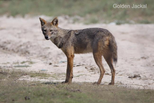 Golden Jackal found in Kazhuveli Bird Sanctuary